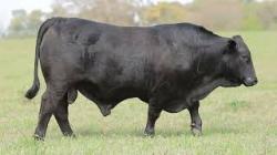 lote 11 - H093