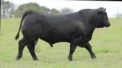 lote 12 - H075