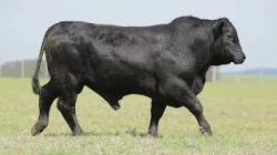 lote 13 - H045