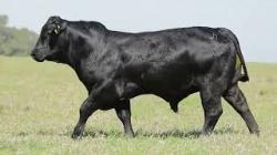 lote 14 - H039