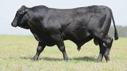 lote 15 - H041