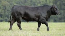 lote 16 - H219