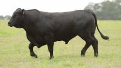 lote 17 - H033