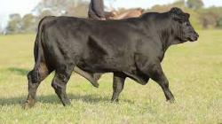 lote 18 - H049