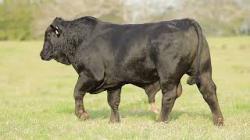 lote 19 - H085