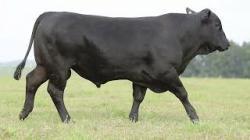 lote 21 - H293
