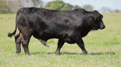 lote 22 - H097