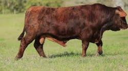 lote 25 - H173