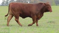 lote 26 - H083