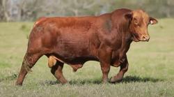 lote 28 - H099