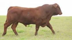 lote 29 - H043