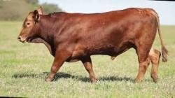 lote 30 - H267
