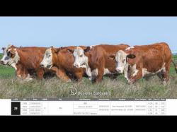 Vacas Prenhas