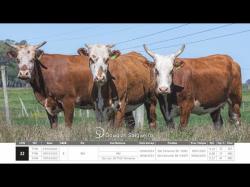 Vacas Prenhas
