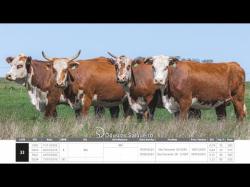 Vacas Prenhas