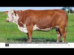 Vacas Prenhas