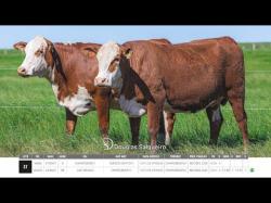 Vacas Prenhas
