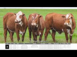 Vacas Prenhas