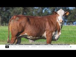 Vacas Prenhas