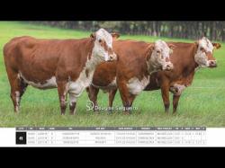 Vacas Prenhas