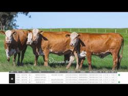 Vacas Prenhas