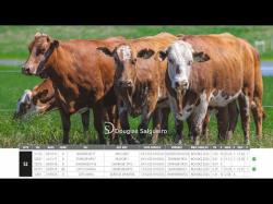 Vacas Prenhas