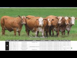 Vacas Prenhas