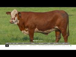 Vacas Prenhas Outono