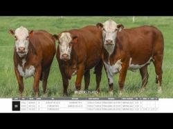 Vacas Prenhas Outono