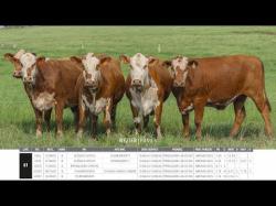 Vacas Prenhas Outono