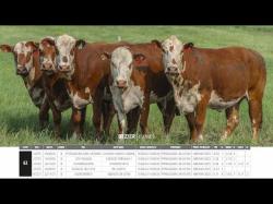 Vacas Prenhas Outono