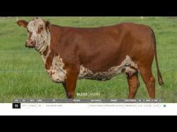 Vacas Prenhas Outono