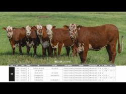 Vacas Prenhas Outono