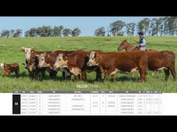 Vacas Prenhas C/cria