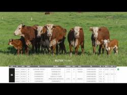 Vacas Prenhas C/cria