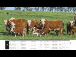 Vacas Prenhas C/cria