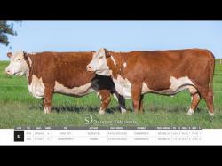 Vacas Prenhas