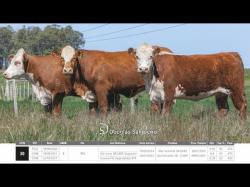 Vacas Prenhas