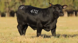 tat 4711