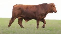 lote 31 - H115