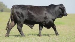 lote 32 - H229