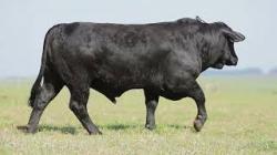 lote 33 - H111