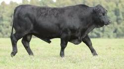 lote 34 - H177
