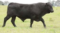 lote 35 - H059