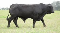lote 36 - H105