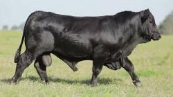 lote 37 - H203