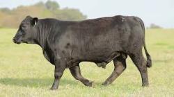 lote 38 - H175