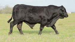 lote 40 - H223