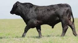 lote 42 - H261