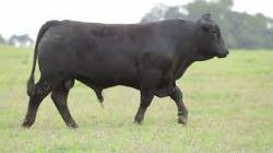 lote 43 - H217